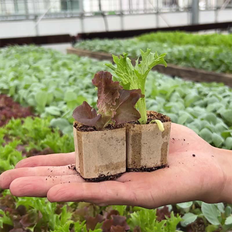 ペーパーポット 小口径 VR264 264穴 六角 150冊 育苗箱 生分解性 紙筒 播種 種まき 育苗 苗 野菜 ニッテン タS 個人宅配送不可 代引不可 |  | 14