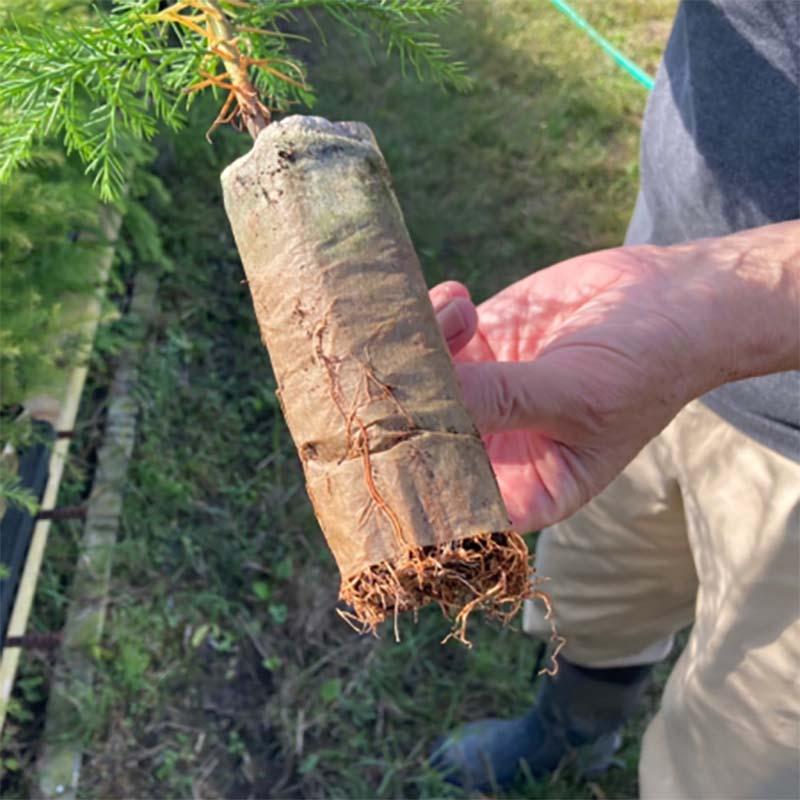 ペーパーポット 林木茶用 FS515 72冊 130穴 播種 種まき 育苗 茶 林木 農業 紙筒 ポット ひっぱりくん ニッテン 日本甜菜製糖 タS 個人宅配送不可 代引不可 |  | 01