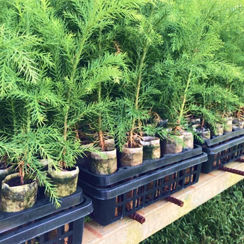 ペーパーポット 林木茶用 FS615 96冊 80穴 播種 種まき 育苗 茶 林木 農業 紙筒 ポット ひっぱりくん ニッテン 日本甜菜製糖 タS 個人宅配送不可 代引不可 |  | 02