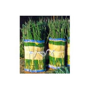 50枚 マキマキ 長ネギ・枝豆 用 収穫 用巻きネット 60×125cm 宇部エクシモ タS 代引不可 | 