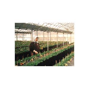 受注生産品 栽培棚 小 軽量 パイプテーブル (天面:金網 メッシュ