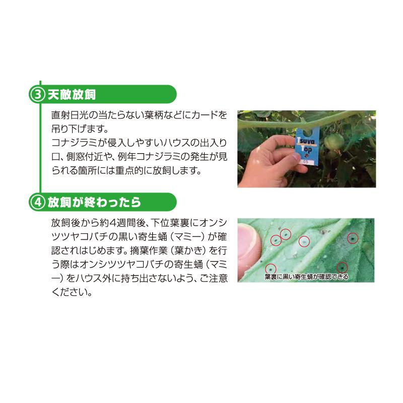 天敵製剤 ツヤトップ25 25頭×100カード オンシツツヤコバチ オンシツコナジラミ駆除 アグリセクト タS 代引不可の画像