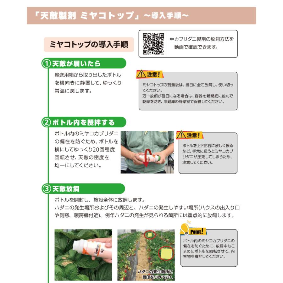 天敵製剤 ミヤコトップ 2000頭 250ml ミヤコカブリダニ ハダニ類駆除 ハウス 施設栽培 イチゴ いちご 苺 野菜 栽培 農業 農作物 アグリセクト タS 代引不可の画像