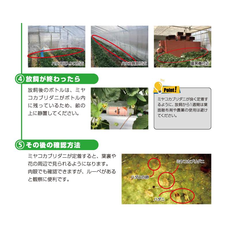 天敵製剤 ミヤコトップ 2000頭 250ml ミヤコカブリダニ ハダニ類駆除 ハウス 施設栽培 イチゴ いちご 苺 野菜 栽培 農業 農作物 アグリセクト タS 代引不可の画像