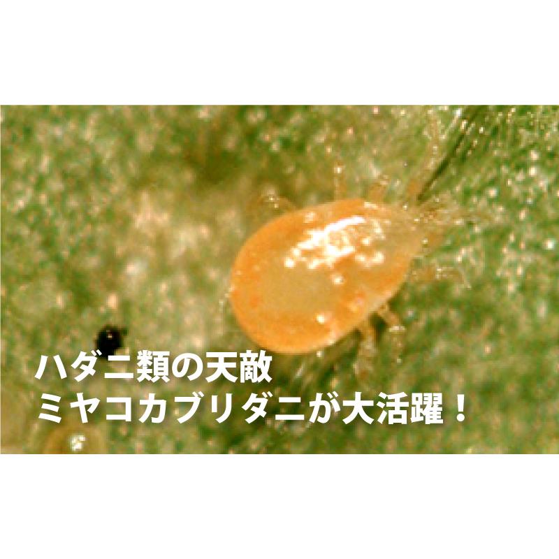 天敵製剤 ミヤコトップ 2000頭 250ml ミヤコカブリダニ ハダニ類駆除 ハウス 施設栽培 イチゴ いちご 苺 野菜 栽培 農業 農作物 アグリセクト タS 代引不可の画像