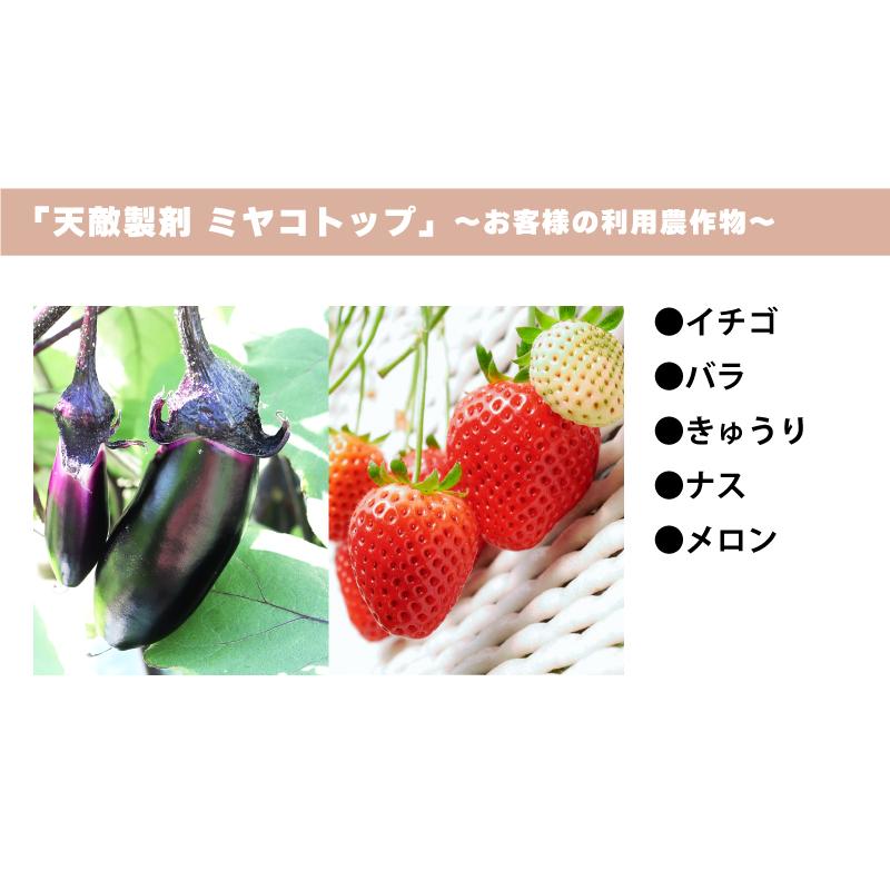 天敵製剤 ミヤコトップ 2000頭 250ml ミヤコカブリダニ ハダニ類駆除 ハウス 施設栽培 イチゴ いちご 苺 野菜 栽培 農業 農作物 アグリセクト タS 代引不可の画像