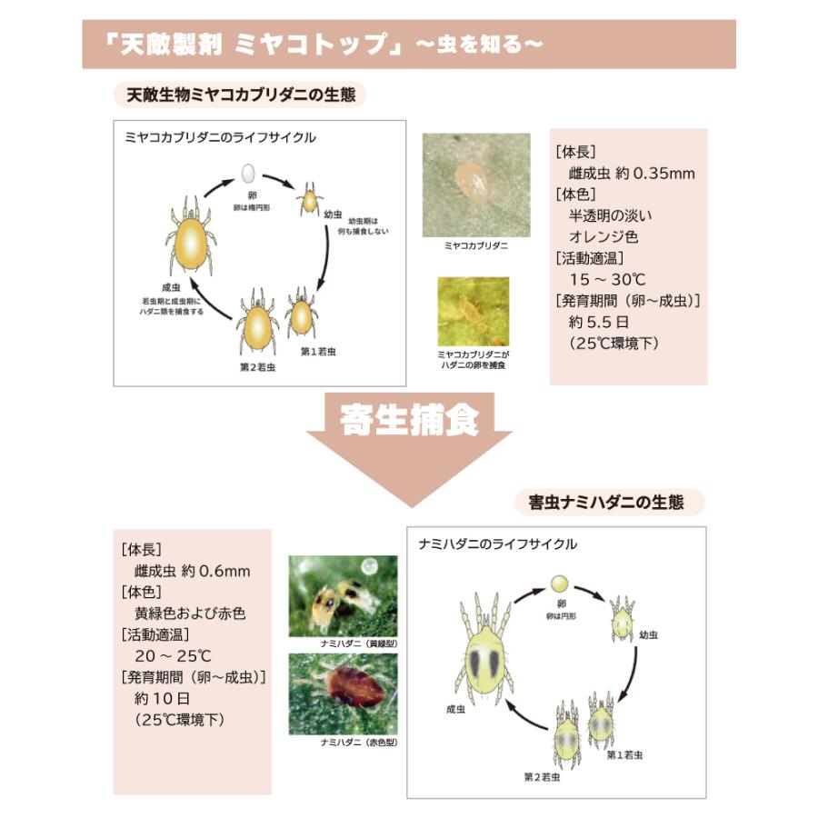 天敵製剤 ミヤコトップ 2000頭 250ml ミヤコカブリダニ ハダニ類駆除 ハウス 施設栽培 イチゴ いちご 苺 野菜 栽培 農業 農作物 アグリセクト タS 代引不可の画像