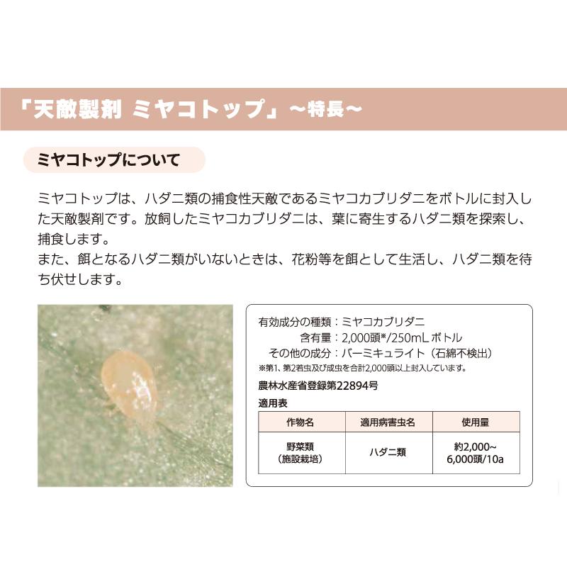 天敵製剤 ミヤコトップ 2000頭 250ml ミヤコカブリダニ ハダニ類駆除 ハウス 施設栽培 イチゴ いちご 苺 野菜 栽培 農業 農作物 アグリセクト タS 代引不可の画像