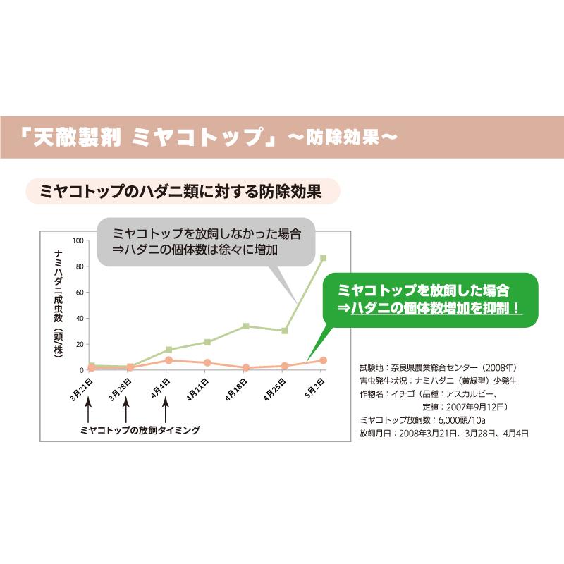 天敵製剤 ミヤコトップ 2000頭 250ml ミヤコカブリダニ ハダニ類駆除 ハウス 施設栽培 イチゴ いちご 苺 野菜 栽培 農業 農作物 アグリセクト タS 代引不可の画像