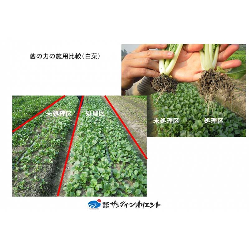 48本 菌の力 100ml 500倍希釈 土壌改善 成長促進 品質向上 サングリーンオリエント タS Dの画像