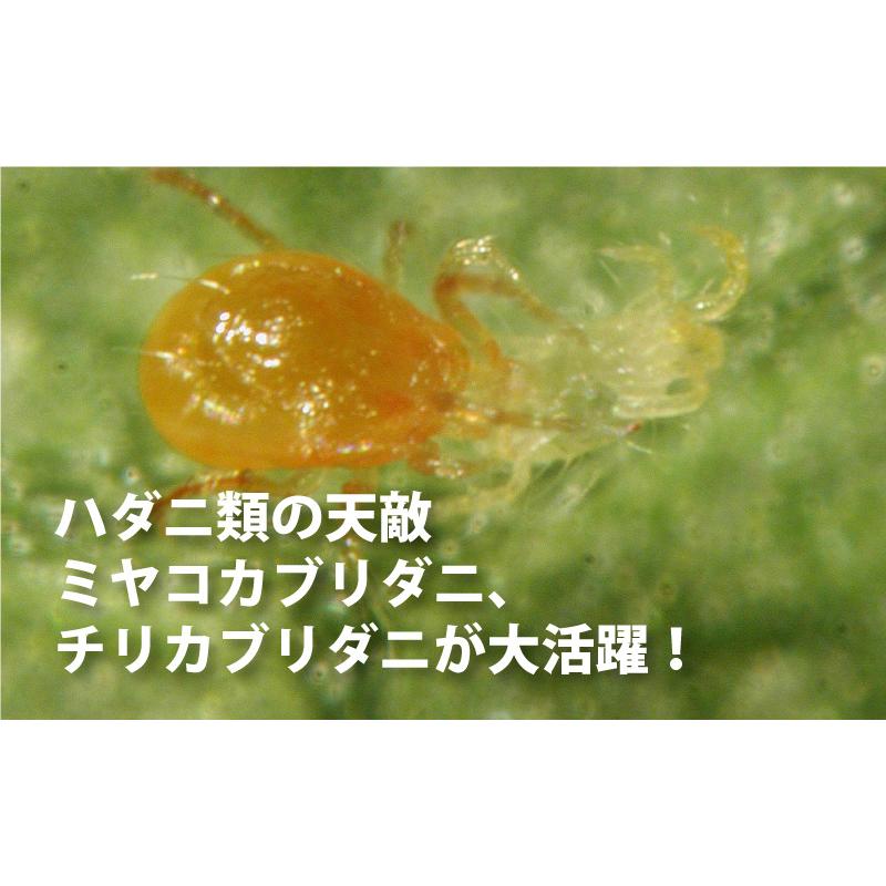天敵製剤 ミッチトップ チリカブリダニ400頭 ミヤコカブリダニ1600頭 250ml ハダニ類 ハウス ビニールハウス 施設栽培 農業 農作物 アグリセクト タS 代引不可の画像