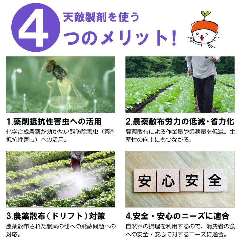 天敵製剤 ミッチトップ チリカブリダニ400頭 ミヤコカブリダニ1600頭 250ml ハダニ類 ハウス ビニールハウス 施設栽培 農業 農作物 アグリセクト タS 代引不可の画像