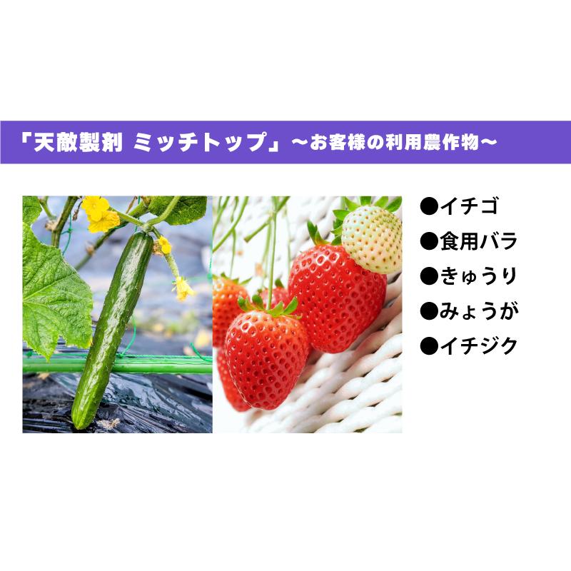 天敵製剤 ミッチトップ チリカブリダニ400頭 ミヤコカブリダニ1600頭 250ml ハダニ類 ハウス ビニールハウス 施設栽培 農業 農作物 アグリセクト タS 代引不可の画像