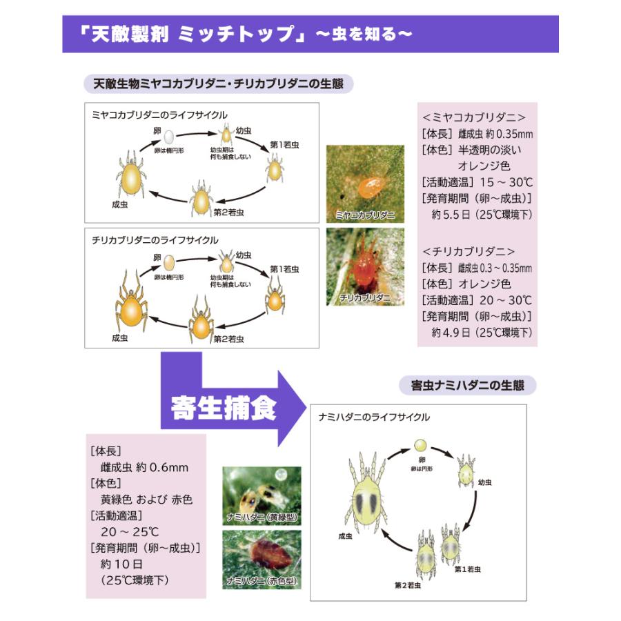 天敵製剤 ミッチトップ チリカブリダニ400頭 ミヤコカブリダニ1600頭 250ml ハダニ類 ハウス ビニールハウス 施設栽培 農業 農作物 アグリセクト タS 代引不可の画像