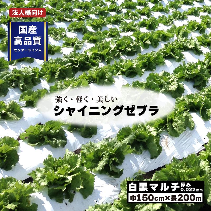 白黒マルチ 幅150cm シャイニングゼブラ 国産 穴なし センターライン入