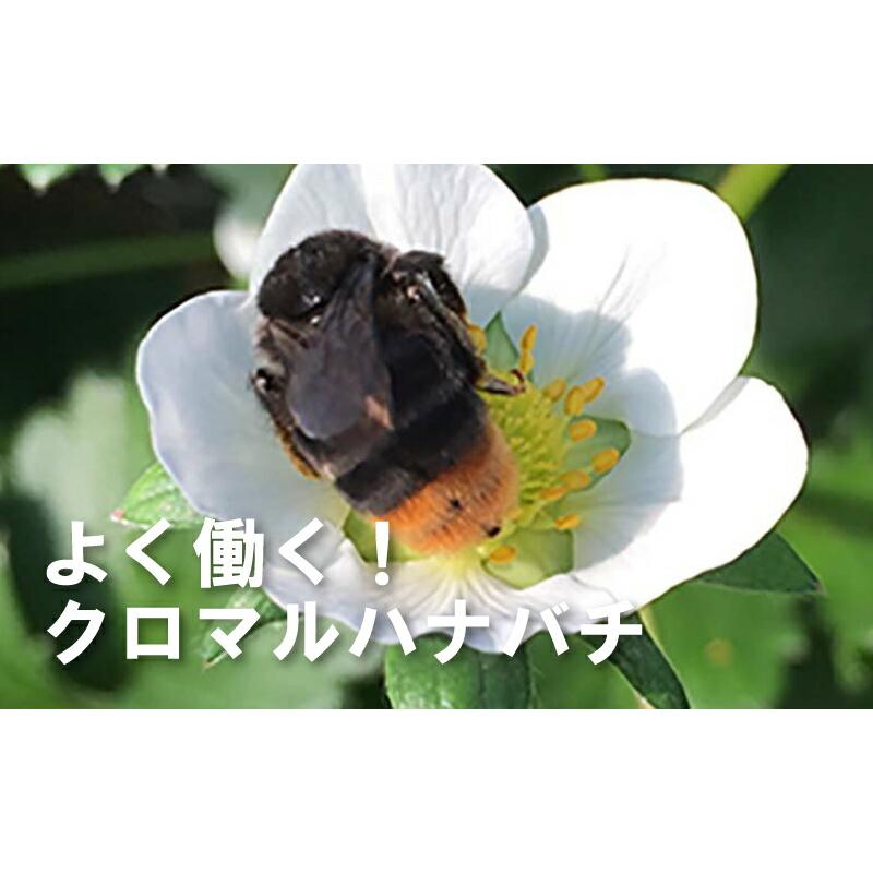 2箱 クロマルDX クロマルハナバチ 受粉用蜂 ハチ 50頭以上 乾燥花粉 蜜付 巣箱セット イチゴ トマト 交配 受粉 蜂 ハウス 施設栽培 アグリセクト タS 代引不可 |  | 02