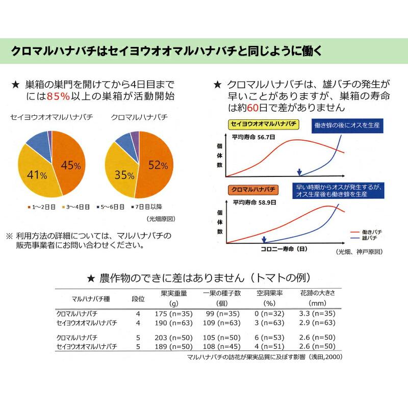 2箱 クロマルDX クロマルハナバチ 受粉用蜂 ハチ 50頭以上 乾燥花粉 蜜付 巣箱セット イチゴ トマト 交配 受粉 蜂 ハウス 施設栽培 アグリセクト タS 代引不可 |  | 06