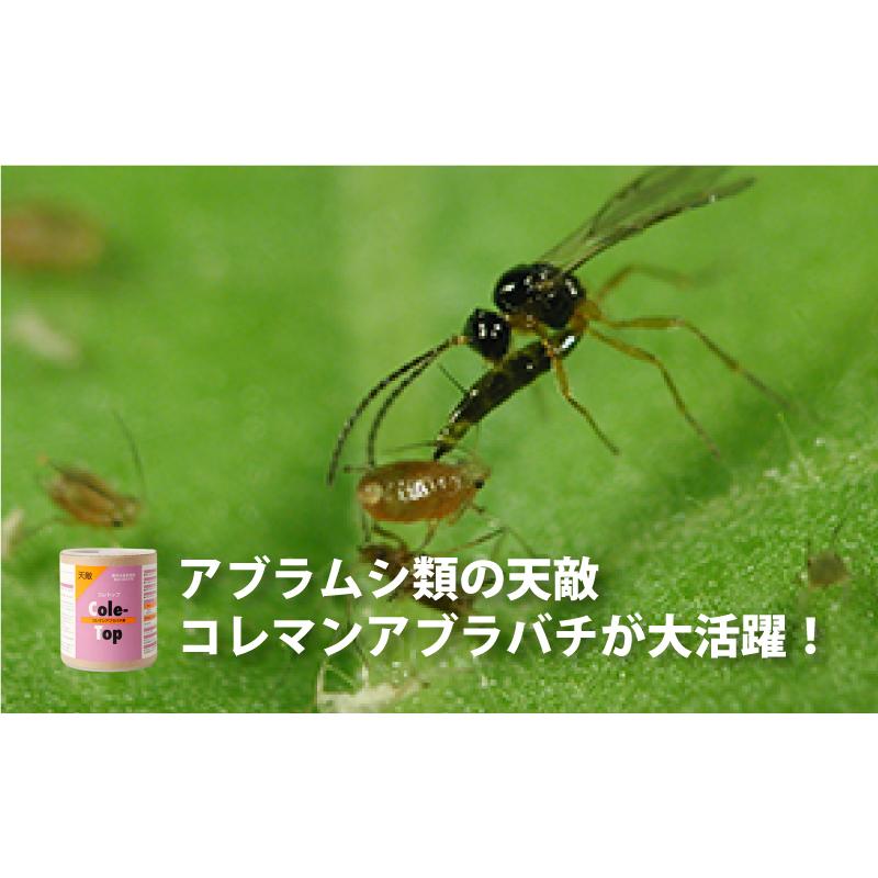 お得な2点セット 天敵製剤 コレトップ 250頭 100ml \u0026 チリトップ 2000頭 500ml 害虫駆除 ハウス ビニールハウス 施設栽培 農業 アグリセクト タS 代引不可の画像