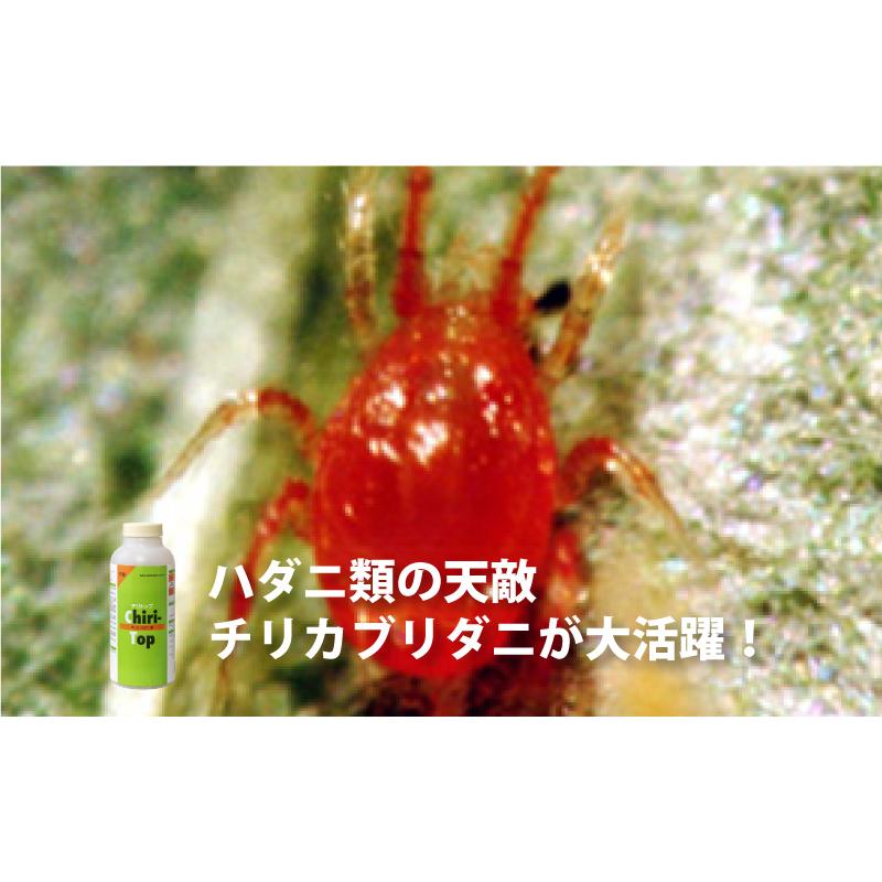 お得な2点セット 天敵製剤 コレトップ 250頭 100ml \u0026 チリトップ 2000頭 500ml 害虫駆除 ハウス ビニールハウス 施設栽培 農業 アグリセクト タS 代引不可の画像