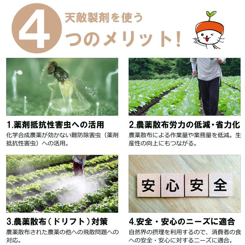 お得な2点セット 天敵製剤 コレトップ 250頭 100ml \u0026 チリトップ 2000頭 500ml 害虫駆除 ハウス ビニールハウス 施設栽培 農業 アグリセクト タS 代引不可の画像