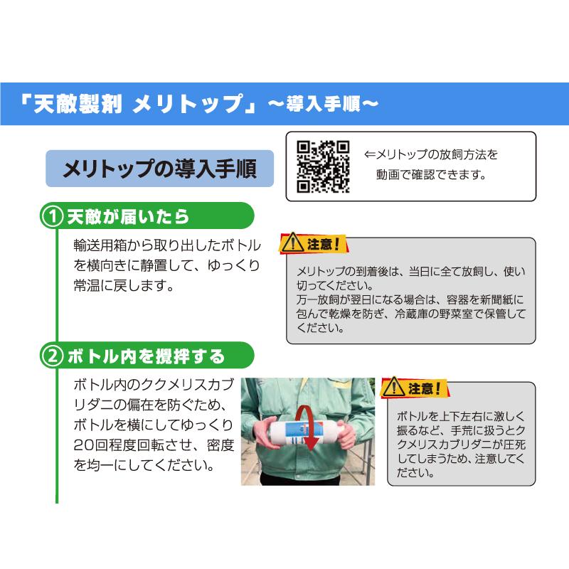 2個 天敵製剤 メリトップ 50000頭 900ml ククメリスカブリダニ アザミウマ駆除 ハウス ビニールハウス 施設栽培 農業 農作物 アグリセクト タS 代引不可の画像
