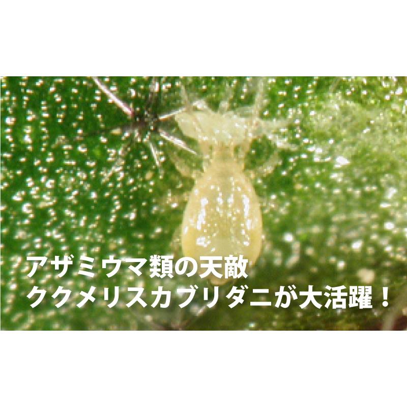 2個 天敵製剤 メリトップ 50000頭 900ml ククメリスカブリダニ アザミウマ駆除 ハウス ビニールハウス 施設栽培 農業 農作物 アグリセクト タS 代引不可の画像