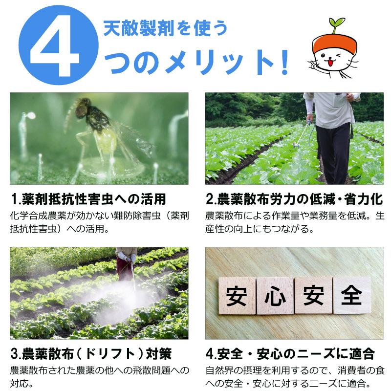 2個 天敵製剤 メリトップ 50000頭 900ml ククメリスカブリダニ アザミウマ駆除 ハウス ビニールハウス 施設栽培 農業 農作物 アグリセクト タS 代引不可の画像