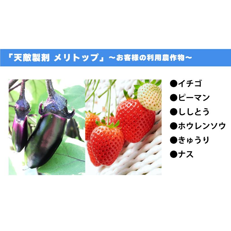 2個 天敵製剤 メリトップ 50000頭 900ml ククメリスカブリダニ アザミウマ駆除 ハウス ビニールハウス 施設栽培 農業 農作物 アグリセクト タS 代引不可の画像
