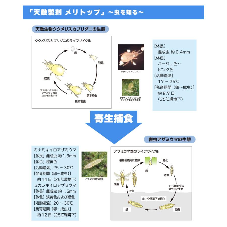 2個 天敵製剤 メリトップ 50000頭 900ml ククメリスカブリダニ アザミウマ駆除 ハウス ビニールハウス 施設栽培 農業 農作物 アグリセクト タS 代引不可の画像