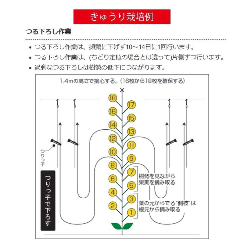 600個 つりっ子 キュウリ用 ナスニックス 茎と誘引紐を固定 栽培 誘引具 サt 代引不可dw プラスワイズ業務店 通販 Yahoo ショッピング