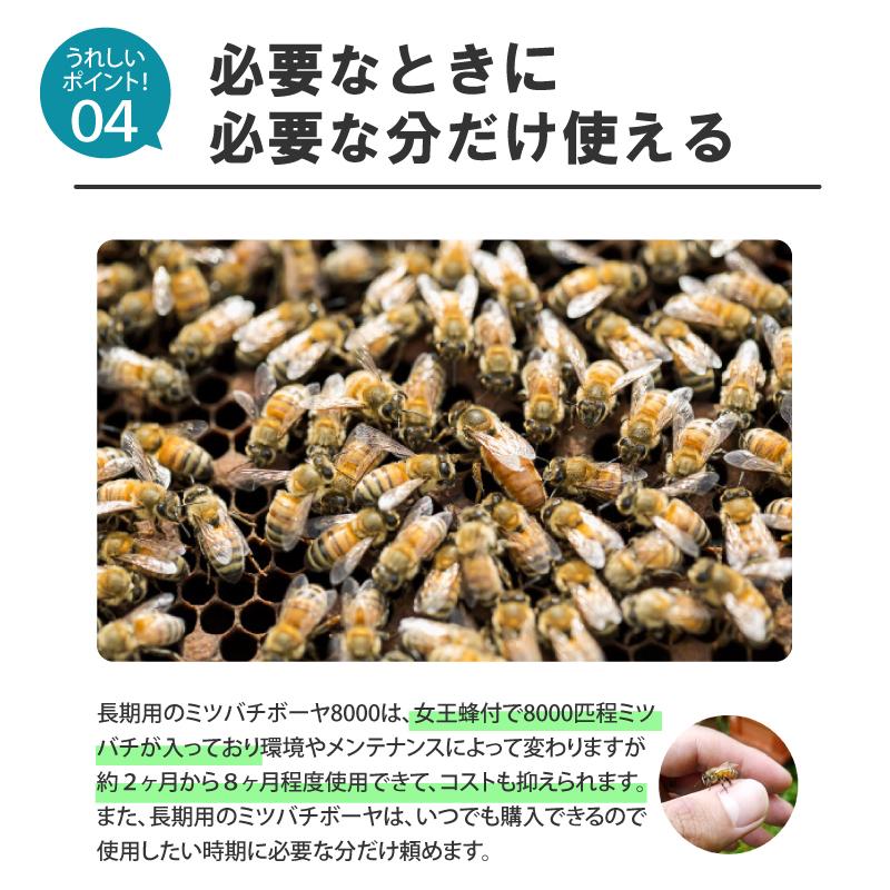 ミツバチ 受粉用 ミツバチボーヤ8000 長期 交配用 女王蜂付 蜜蜂 8000