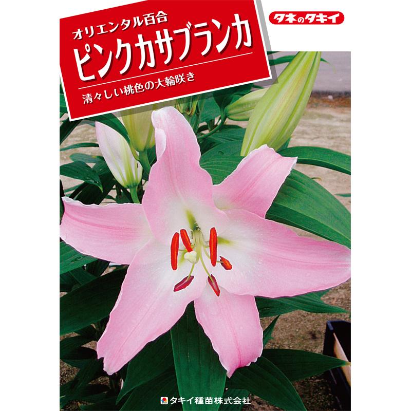 予約販売 ユリ ピンクカサブランカ テーブルダンス 150球 球周 サイズ18 cm オリエンタル百合原箱 タキイ種苗 球根 桃 花 園芸 ガーデニング 代引不可 プラスワイズ法人専門店 通販 Yahoo ショッピング
