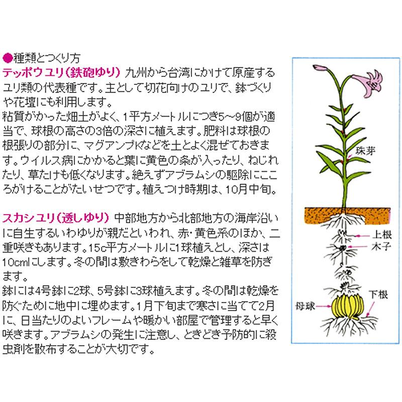 予約販売 ユリ オレンジカサブランカ バルベデ 150球 球周 サイズ18 cm オリエンタル百合原箱 タキイ種苗 球根 橙 花 園芸 ガーデニング 代引不可 プラスワイズ業務店 通販 Yahoo ショッピング