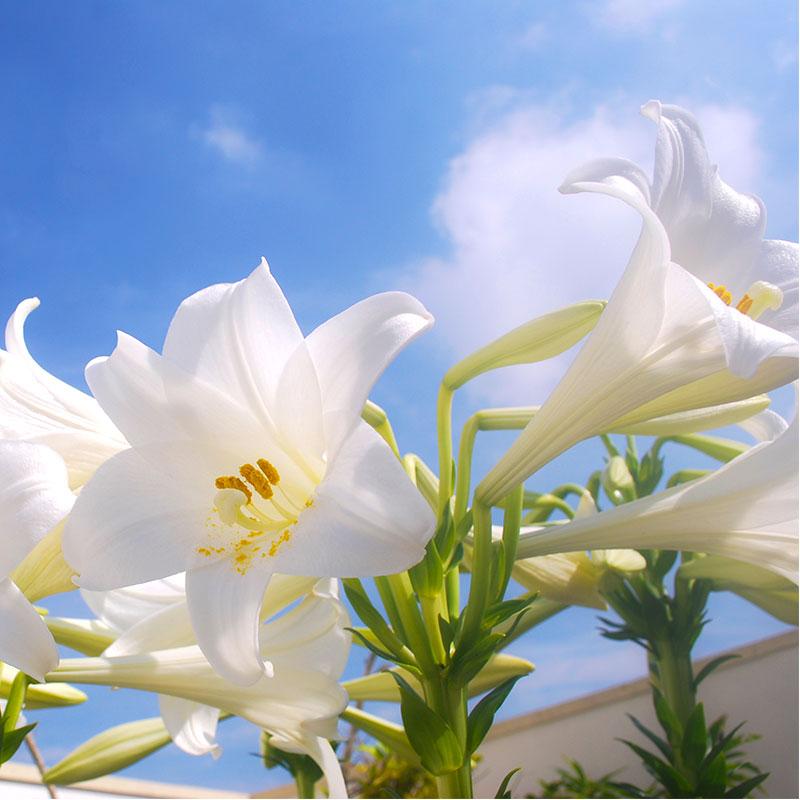 予約販売 ユリ オレンジカサブランカ バルベデ 150球 球周 サイズ18 cm オリエンタル百合原箱 タキイ種苗 球根 橙 花 園芸 ガーデニング 代引不可 プラスワイズ業務店 通販 Yahoo ショッピング