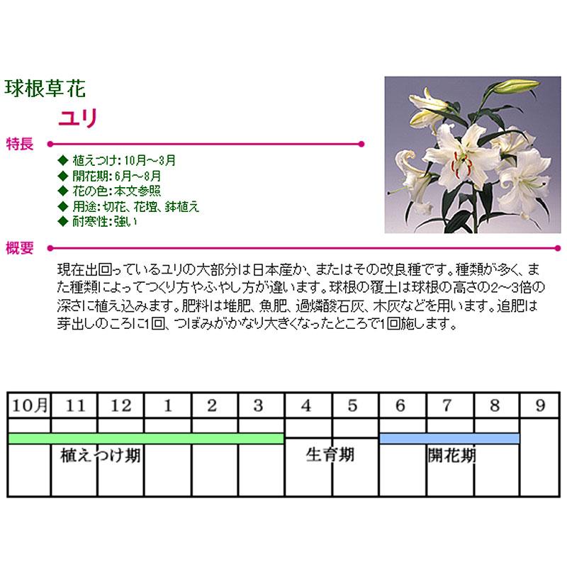 予約販売 ユリ ジャイアントカサブランカ 白 ノバゼンブラ 125球 球周 サイズ 22cm オリエンタル百合原箱 タキイ種苗 球根 花 園芸 ガーデニング 代引不可 プラスワイズ業務店 通販 Yahoo ショッピング