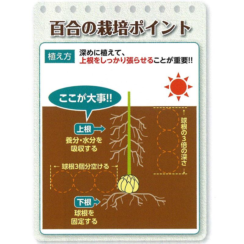 驚きの安さ 予約販売 ユリ ジャイアントカサブランカ 白 ノバゼンブラ 125球 球周 サイズ 22cm オリエンタル百合原箱 タキイ種苗 球根 花 園芸 ガーデニング 新品即決 Www Thedailyspud Com