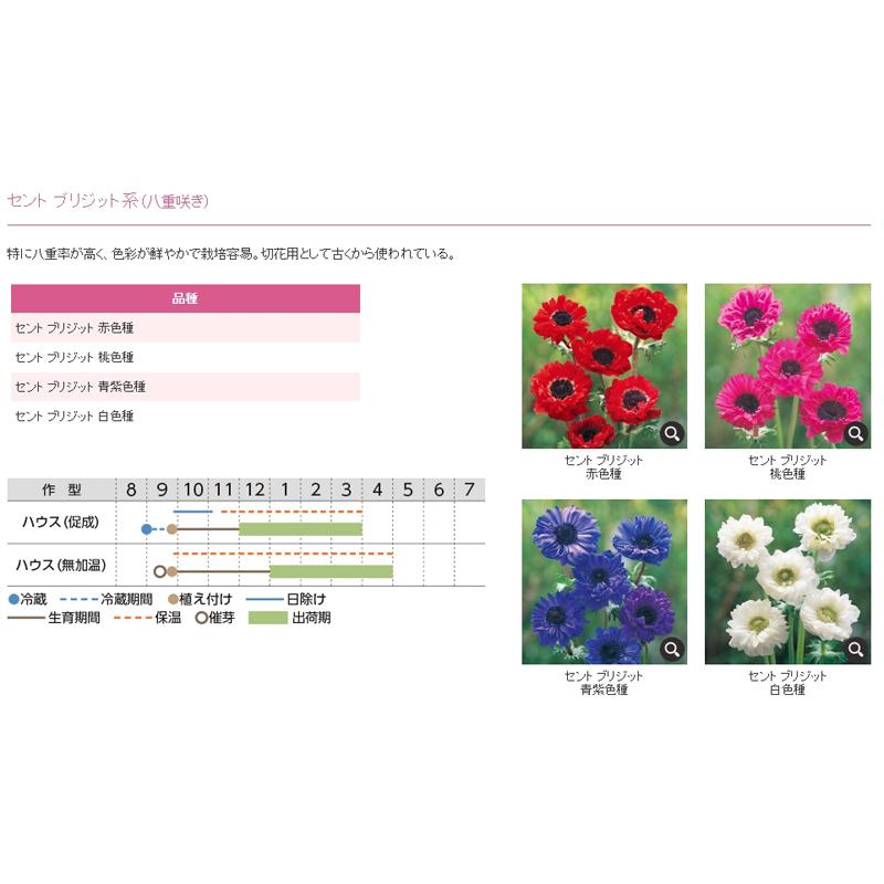 予約販売 アネモネ 中球 セントブリジット 八重咲 桃 5球 L タキイ種苗 球根 ピンク 花 園芸 ガーデニング 代引不可 プラスワイズ業務店 通販 Yahoo ショッピング