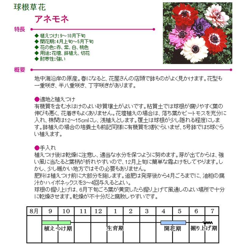 予約販売 アネモネ 中球 セントブリジット 八重咲 桃 5球 L タキイ種苗 球根 ピンク 花 園芸 ガーデニング 代引不可 プラスワイズ業務店 通販 Yahoo ショッピング