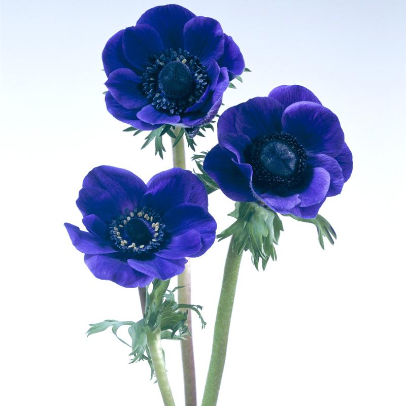 予約販売 アネモネ 中球 デ カーン 一重咲 青紫 5球 L タキイ種苗 球根 ブルーパープル 花 園芸 ガーデニング 代引不可 プラスワイズ業務店 通販 Yahoo ショッピング