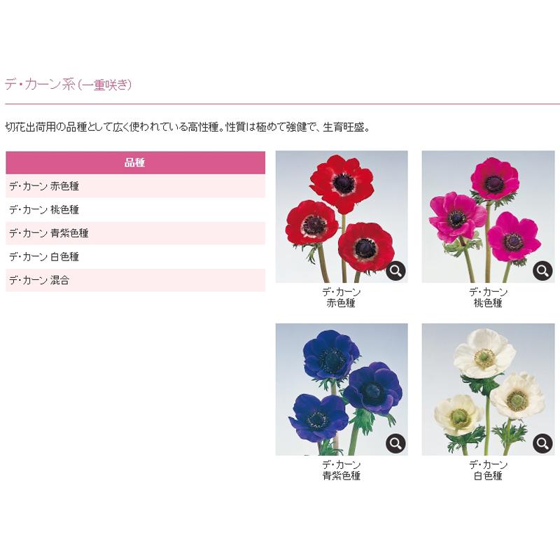 予約販売 アネモネ 中球 デ カーン 一重咲 青紫 5球 L タキイ種苗 球根 ブルーパープル 花 園芸 ガーデニング 代引不可 プラスワイズ業務店 通販 Yahoo ショッピング
