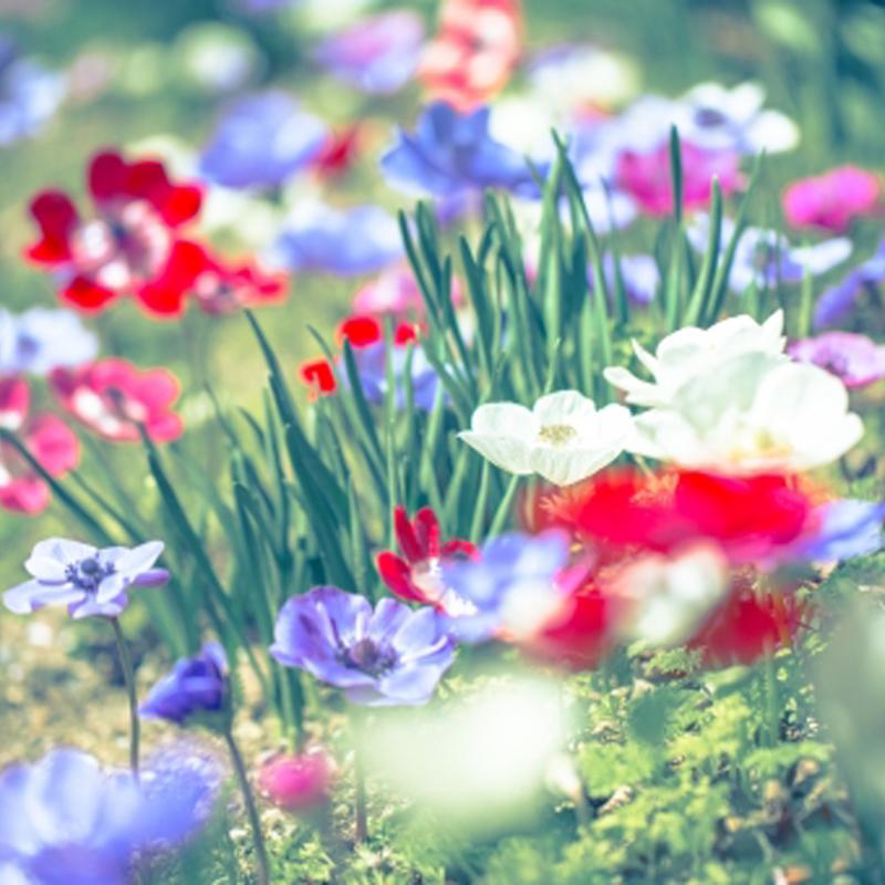 予約販売 アネモネ 中球 デ カーン 一重咲 青紫 5球 L タキイ種苗 球根 ブルーパープル 花 園芸 ガーデニング 代引不可 プラスワイズ業務店 通販 Yahoo ショッピング