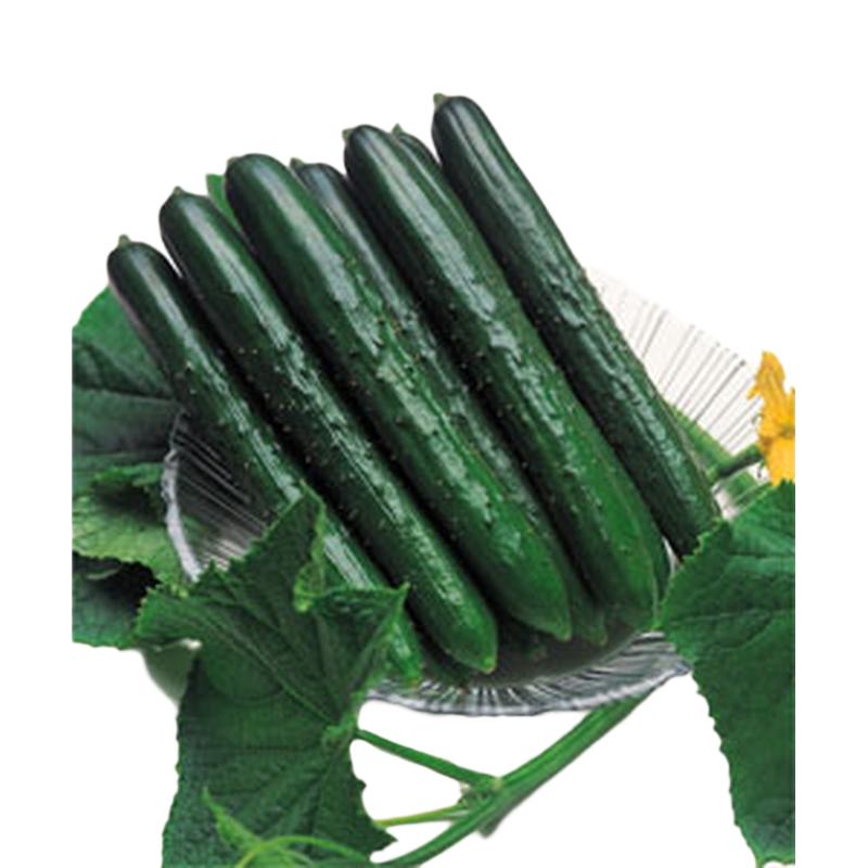 種 キュウリ 夏すずみ 15粒 3袋 タキイ種苗 春まき 種まき 播き 種子 野菜 畑 栽培 家庭菜園 品種 米s D メール便 プラスワイズ業務店 通販 Yahoo ショッピング