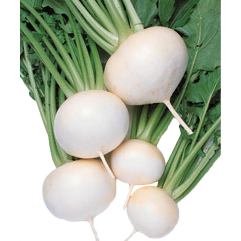 種 カブ スワン 6 5ml 3袋 タキイ種苗 春まき 種まき 播き 種子 野菜