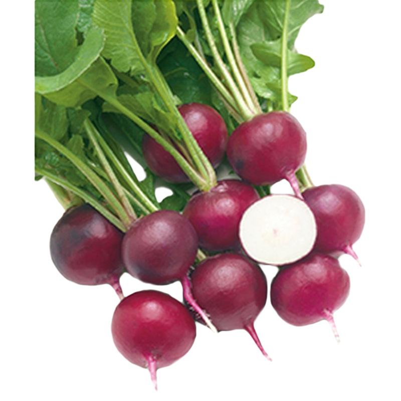 種 二十日ダイコン ラディッシュ ルビーコメット 310粒 3袋 タキイ種苗 春まき 種まき 播き 種子 野菜 畑 栽培 家庭菜園 品種 米s D メール便 今月限定 特別大特価