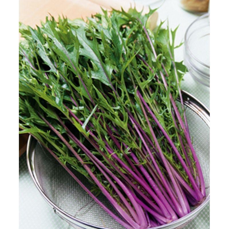 ラッピング 種 ミズナ 紅法師 5 0ml 3袋 タキイ種苗 春まき 種まき 播き 種子 野菜 畑 栽培 家庭菜園 品種 米s D メール便 Wantannas Go Id