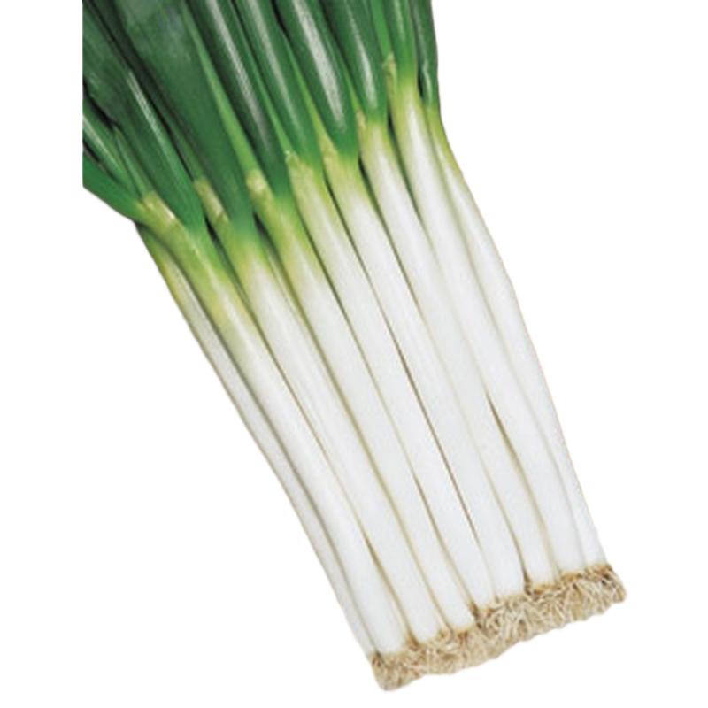 種 ネギ ホワイトスター 8 0ml 3袋 タキイ種苗 春まき 種まき 播き 種子 野菜 畑 栽培 家庭菜園 品種 米s D メール便 トラスト