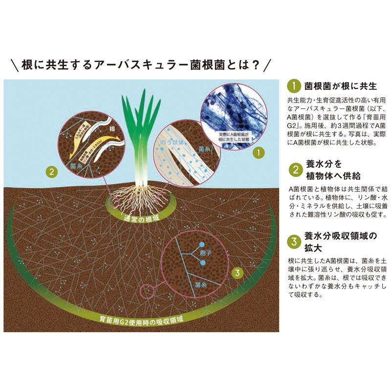 4袋 微生物土壌改良材 育苗用G2 5kg 松本微生物研究所 VA菌根菌 肥料