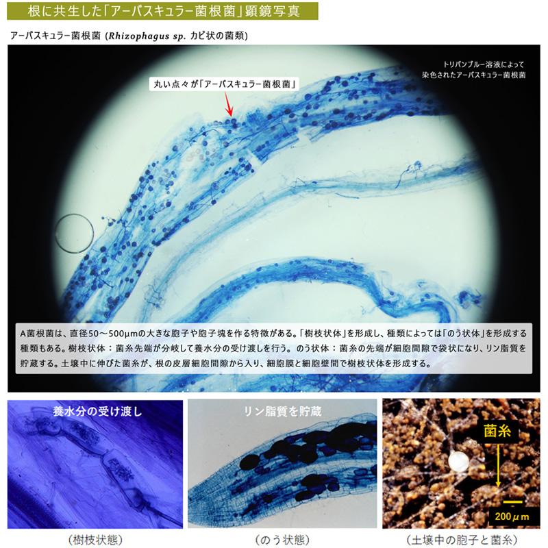 4袋 微生物土壌改良材 育苗用G2 5kg 松本微生物研究所 VA菌根菌 肥料
