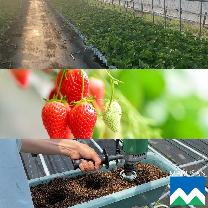 いちご資材 ホルンジャーRカップ式 24穴用 丸形 丸三産業 直径7.6cm