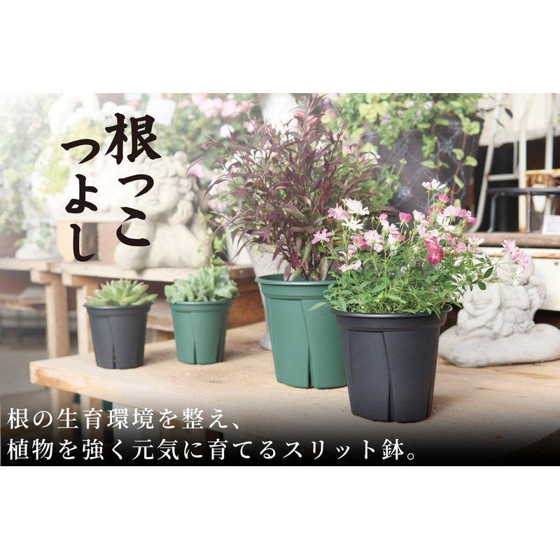 216個 鉢植え 根っこつよし 6号 アップルウェアー 直径180×160mm
